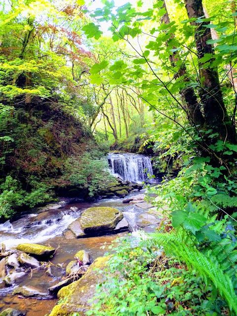 Cwm Du Glen & Glanrhyd Plantation LNR